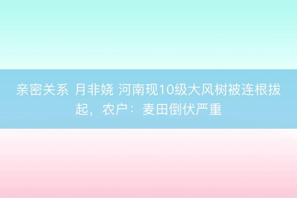 亲密关系 月非娆 河南现10级大风树被连根拔起，农户：麦田倒伏严重